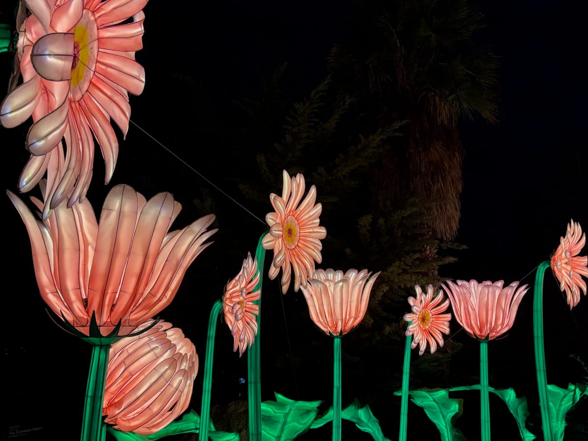 Giant gerbera sculptures, lit from within, glow in a row of blooms.